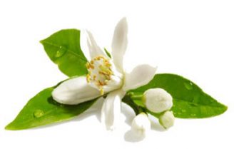 بهار نارنج و درمان مشکلات گوارشی